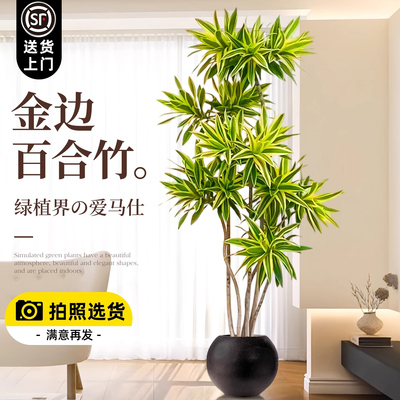 金边百合竹客厅大盆栽室内高级感