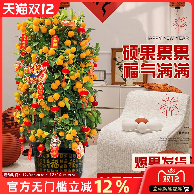 金桔树盆栽带果客厅绿植室内大型植物乔迁旺宅年桔橘子树苗年宵花