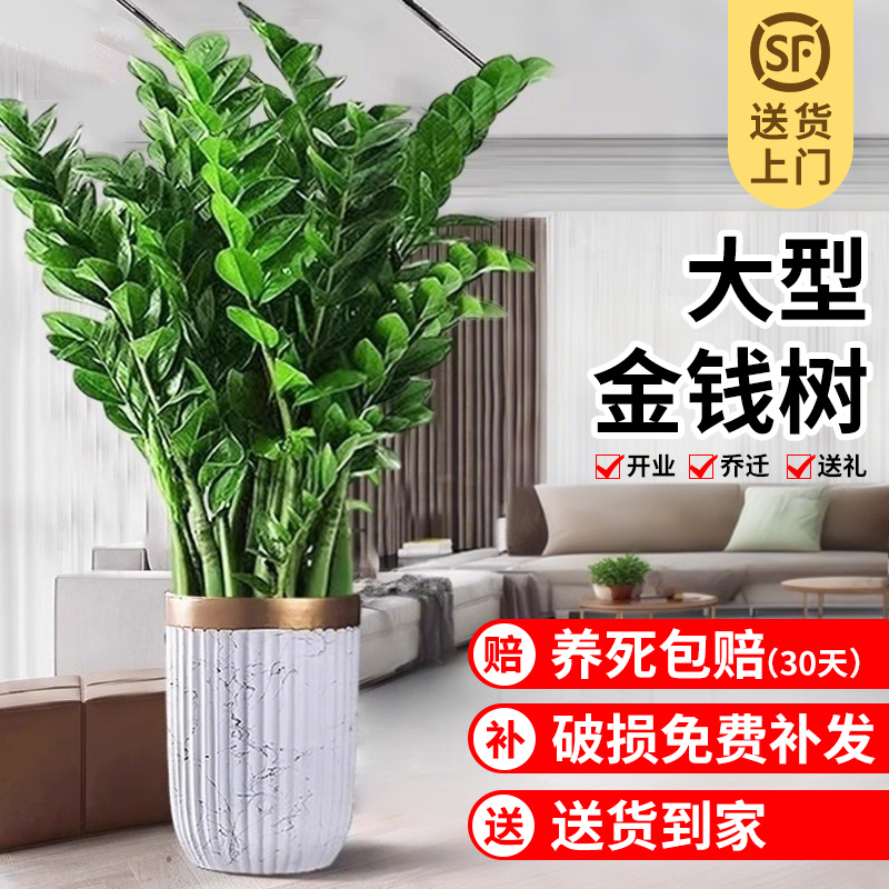 金钱树盆栽大型好养绿植物客厅旺宅树办公室内大花盆乔迁摇钱串子