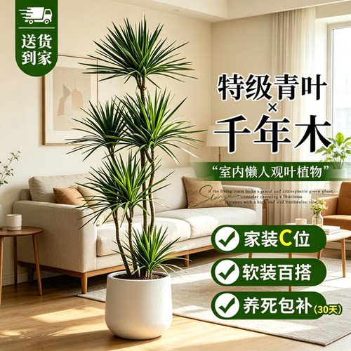 千年木大型绿植盆栽室内装饰