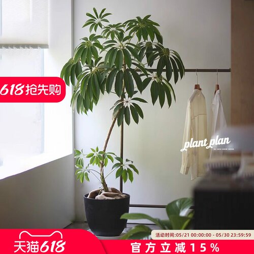 日本大叶伞绿植室内大型落地式