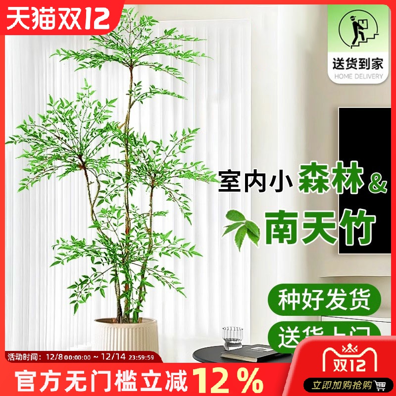 造型南天竹客厅沙发边盆栽大型绿植物办公室内旺宅真花大号禄植