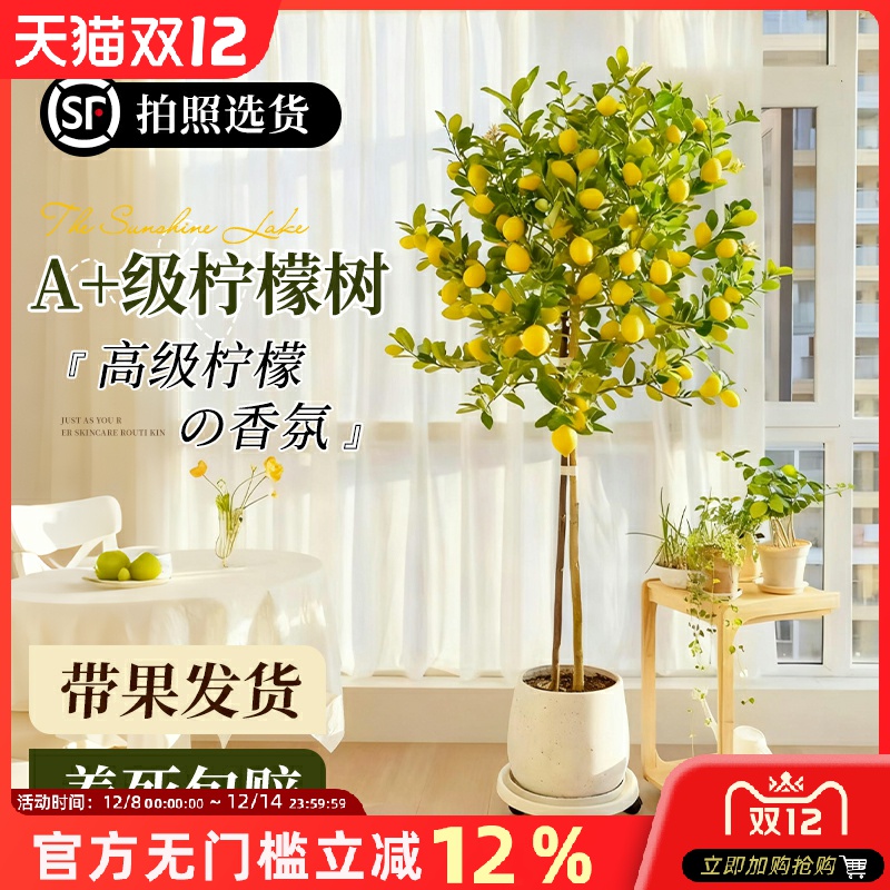 香水柠檬树大型绿植盆栽