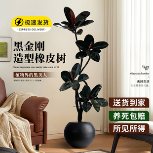 黑金刚橡皮树客厅大盆栽高级感轻奢办公室内落地好养活造型绿植物