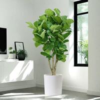 Ficus lyrata, office flowers, green plants, bonsai, living room, prosperous house, indoor potted large plants, easy to survive, easy to take care of throughout the four seasons thumbnail 5