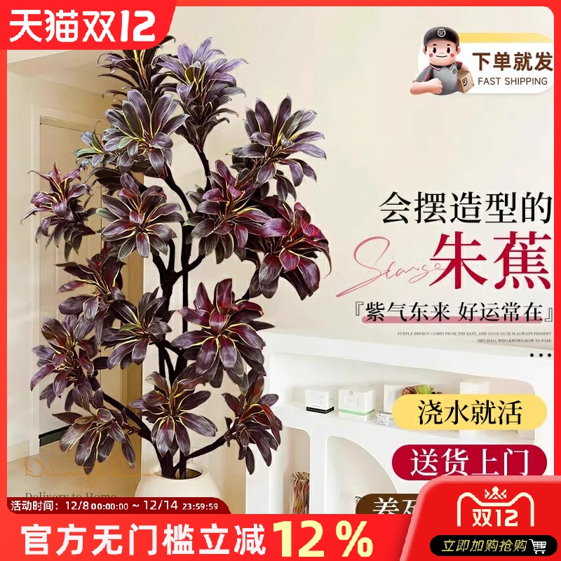 大型绿植娃娃朱蕉室内盆栽植物紫气东来客厅落地办公室四季好养活