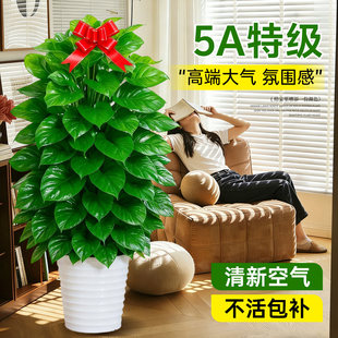 大叶绿萝柱盆栽客厅大型绿植办公室内除甲醛净化空气好养绿箩植物