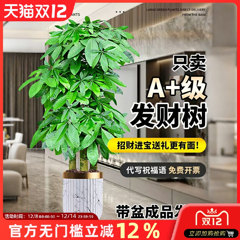 发财树客厅大型植物盆栽绿植