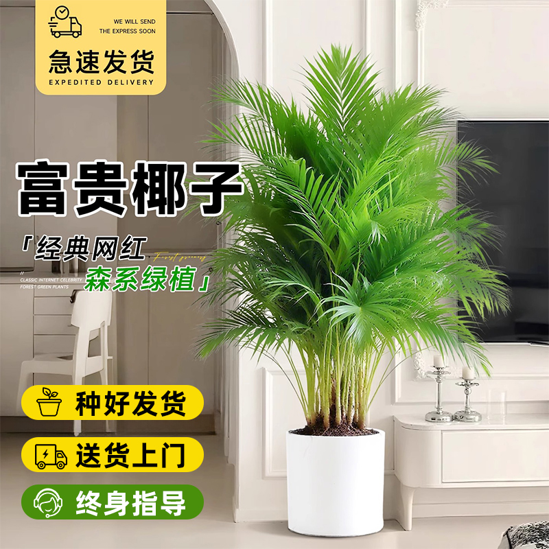 富贵椰子大号客厅高级感凤尾竹散尾葵办公室好养热带大型绿植盆栽