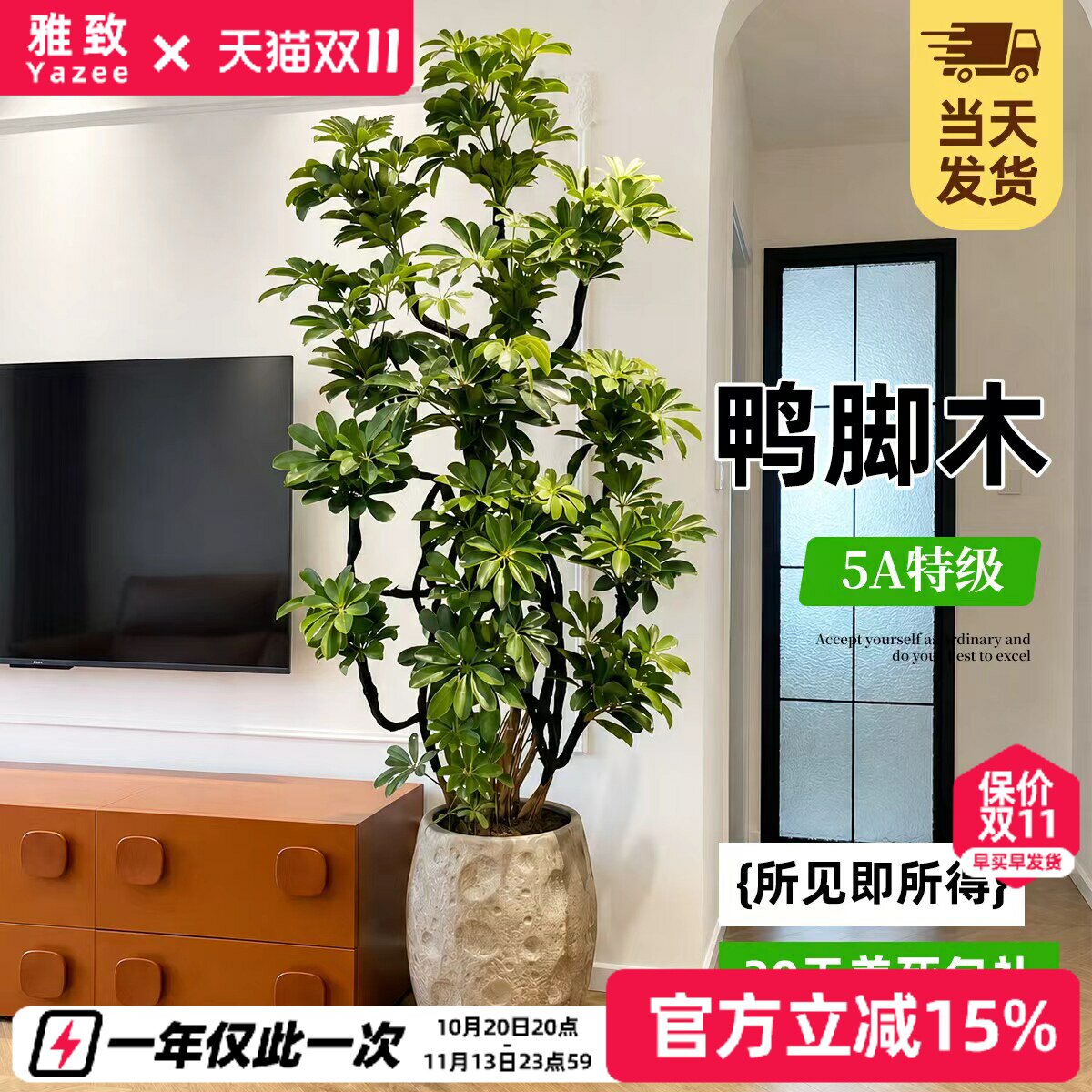 造型鸭脚木客厅大盆栽鸭掌木鹅掌柴室内落地式大型绿植物四季常青