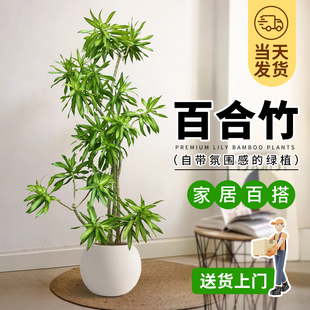 百合竹客厅绿植金心高级感真绿植盆栽老桩造型室内轻奢大型植物