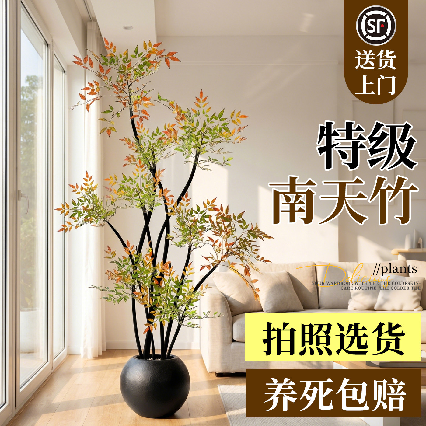 南天竹盆栽客厅大型植物绿植高级感真树办公室内高端落地大号盆景图片