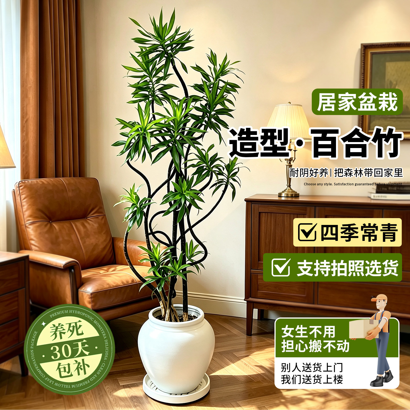 客厅轻奢百合竹落地盆栽好养图片