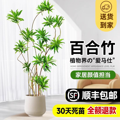 百合竹客厅绿植室内大型落地式大盆栽办公室四季常青真花植物摆件