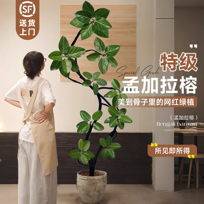 孟加拉榕树高端大气上档次