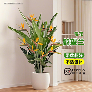 鹤望兰天堂鸟绿植盆栽带花苞客厅办公室内大型植物落地大盆景禄植