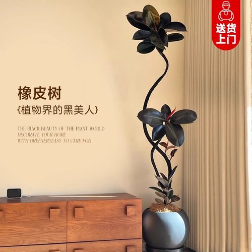 黑金刚橡皮树客厅大盆栽造型办公室内阳台大型绿植物四季好养真树