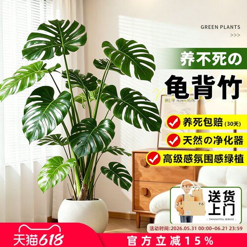 龟背竹大型绿植盆栽易养