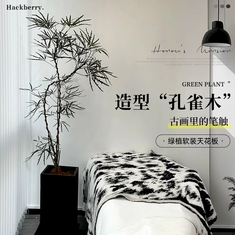 孔雀木绿植大型盆栽办公室内大花盆客厅好养网红落地大号植物真树