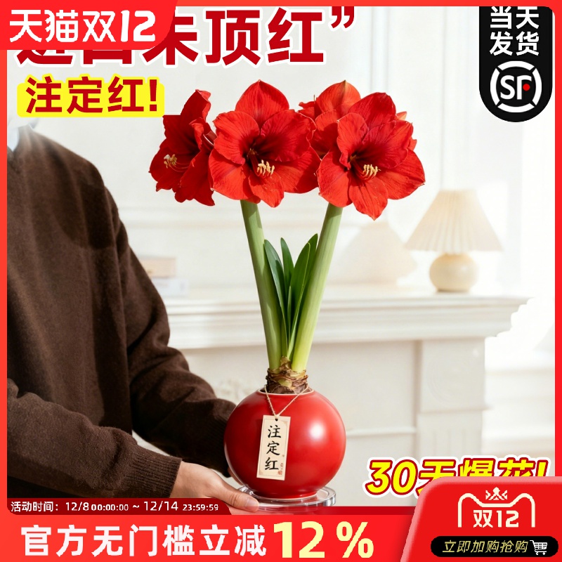 进口重瓣蜡封朱顶红带花苞