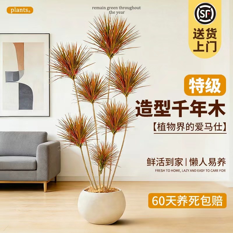 千年木客厅绿植大型植物盆栽造景室内七彩铁龙血树上档次好养真树,鲜花速递/花卉仿真/绿植园艺,大型绿植/成品组合盆栽,淘宝优惠券,粉丝福利购,淘宝优惠卷