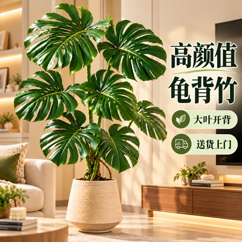 【大叶龟背】高级感客厅绿植