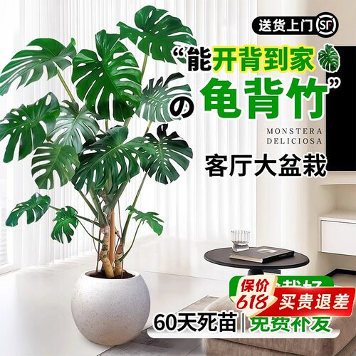 龟背竹老桩客厅大盆栽提根