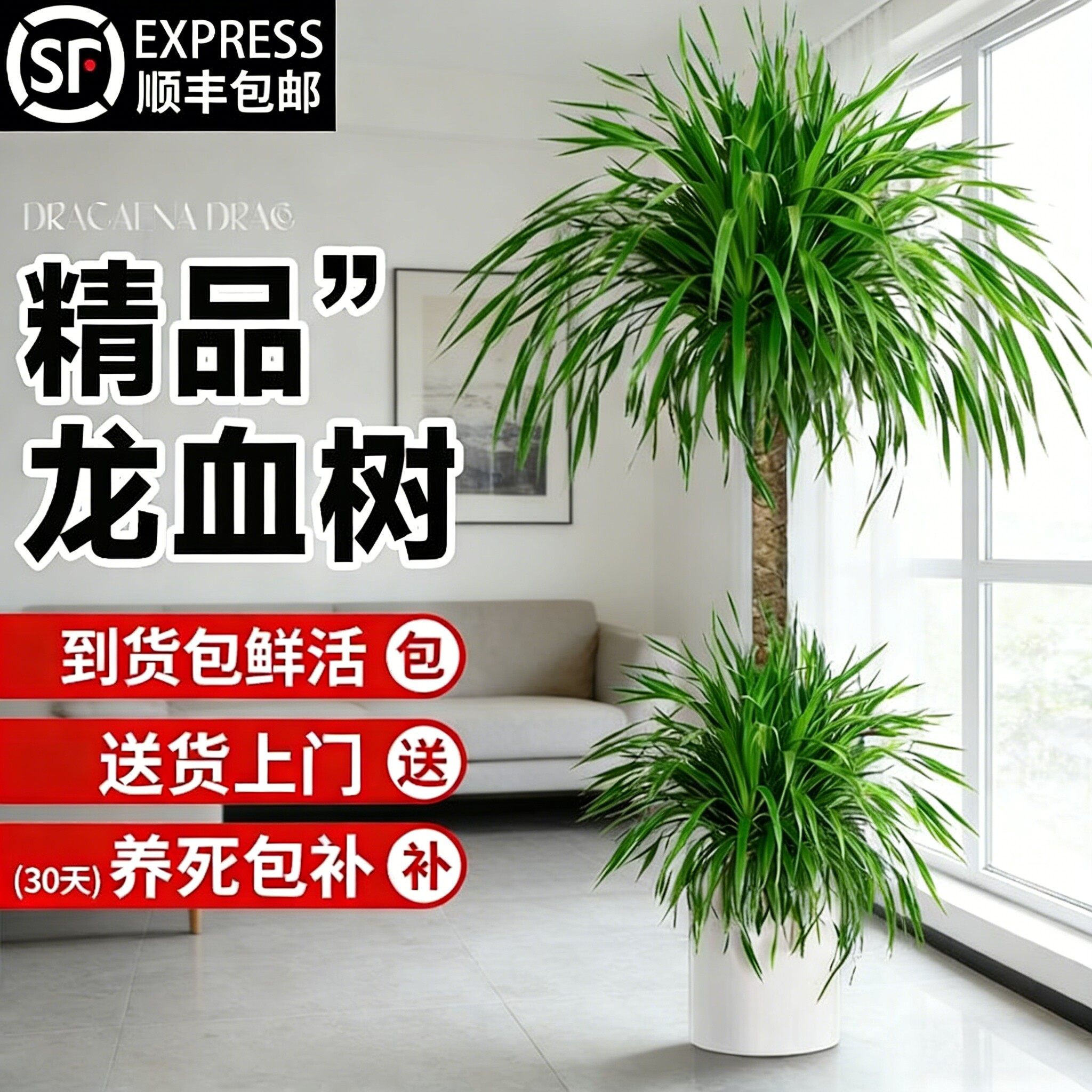 客厅绿植大型龙血树室内高级感龙须树树苗多头老桩植物大盆栽盆景