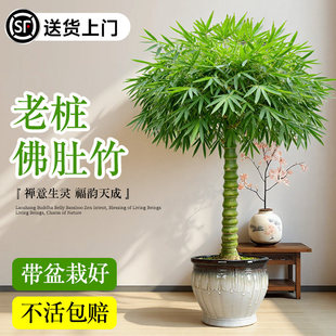 佛肚竹盆栽老桩盆景罗汉竹室内绿植物富贵竹文昌竹小叶簕竹内门竹