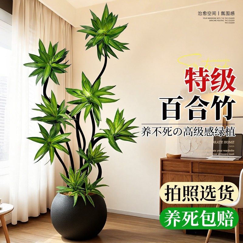 百合竹客厅绿植大盆栽室内大型植物高级感大气上档次落地大号好养