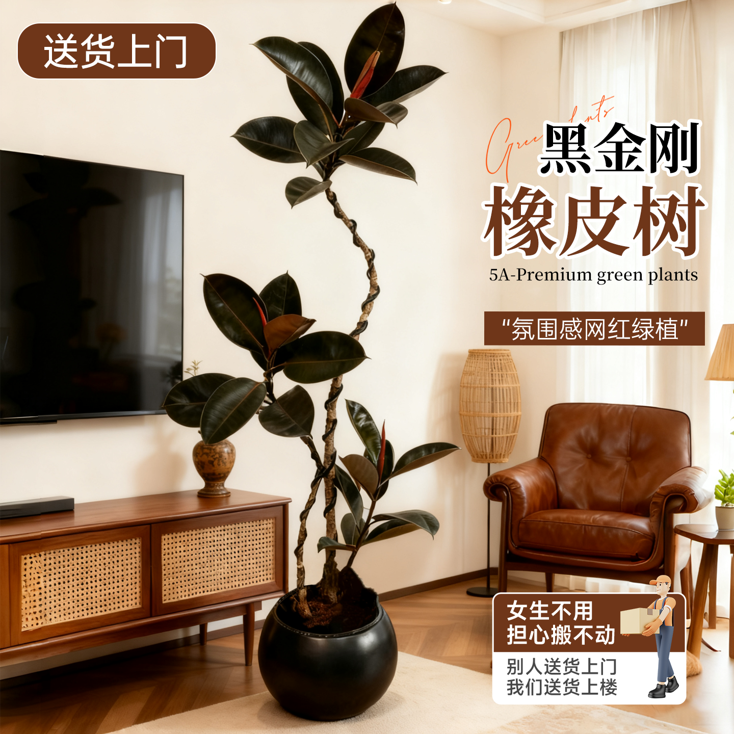 黑金刚橡皮树客厅绿植