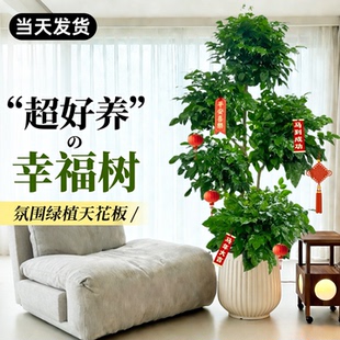 幸福树客厅绿植高级感室内大型植物树落地盆栽好养高端大气上档次