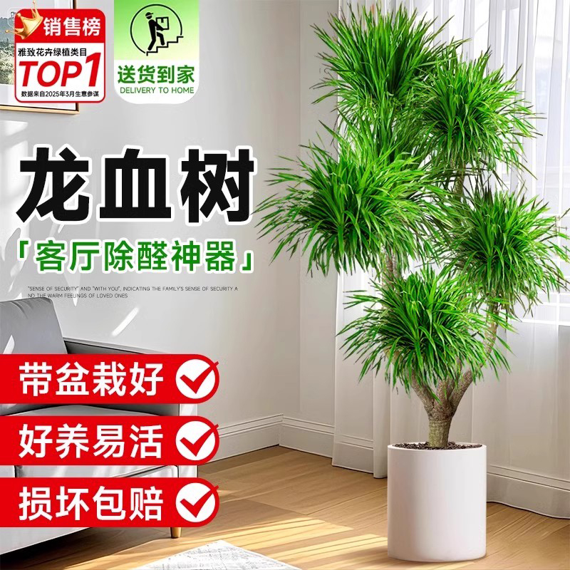 室内盆栽客厅绿植四季好养活