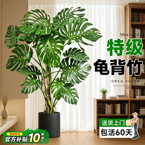 客厅高端大气龟背竹老桩落地盆栽