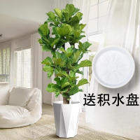 Ficus lyrata, office flowers, green plants, bonsai, living room, prosperous house, indoor potted large plants, easy to survive, easy to take care of throughout the four seasons thumbnail 3