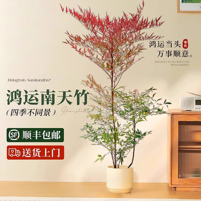 南天竹大型盆栽办公室内火焰老桩真树多头树苗盆景客厅好养绿植物
