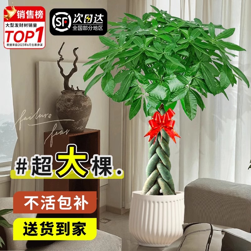 大型室内绿植办公室乔迁开业