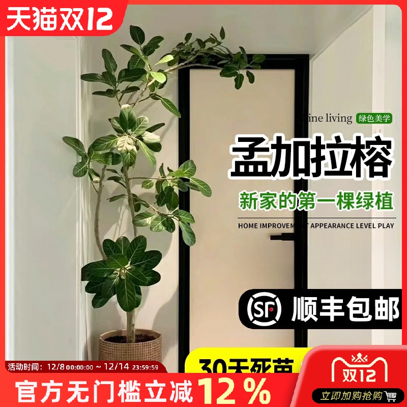 孟加拉榕树大型室内客厅绿植