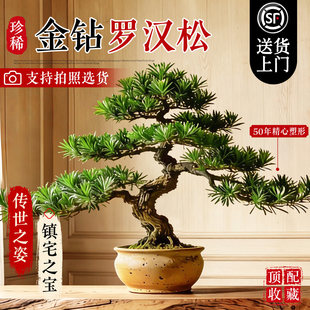 特大罗汉松盆景落地迎客松真树庭院造型老桩旺宅风水树室内外好养