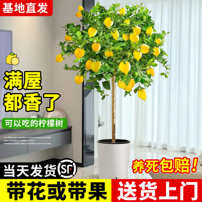 香水柠檬树盆栽带果大型绿植