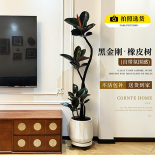 造型黑金刚橡皮树客厅大盆栽室内大型绿植四季好养办公室大叶植物