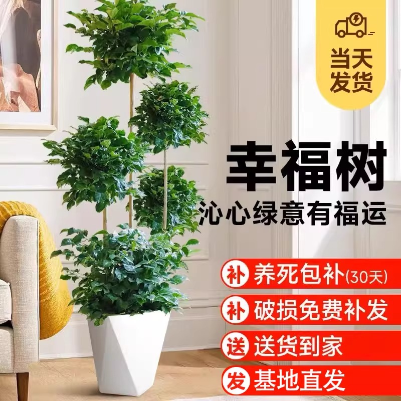 幸福树客厅盆栽大型老桩绿植室内平安树盆景吸甲醛植物四季好养禄