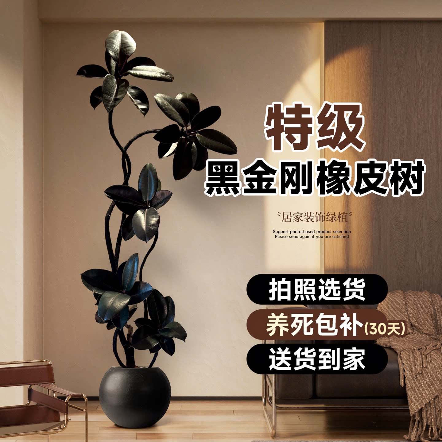 黑金刚橡皮树客厅大盆栽图片