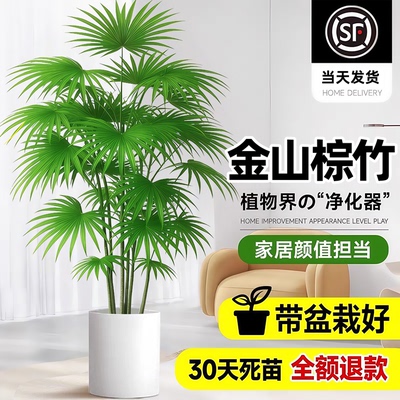 金山棕竹大型绿植物客厅办公室