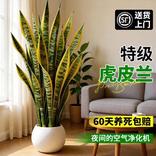 特级虎皮兰盆栽室内客厅办公室招财乔迁大型绿植室外四季懒人易养