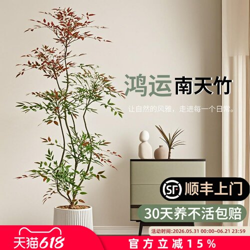 南天竹高端落地大号盆景