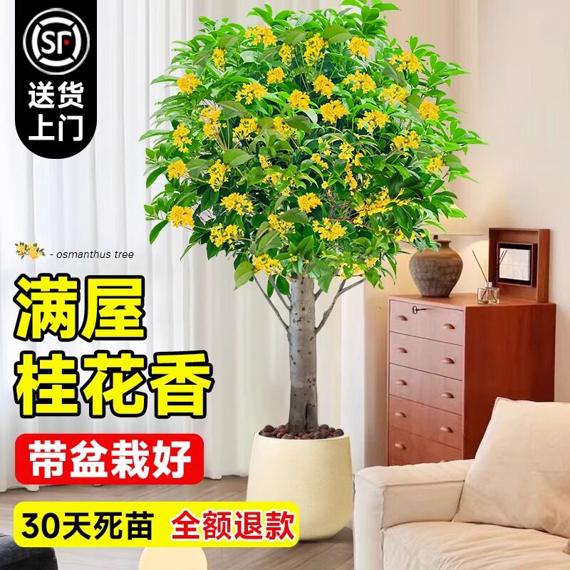 大型绿植桂花室内客厅大盆栽旺宅树花卉植物八月带花四季桂花老桩