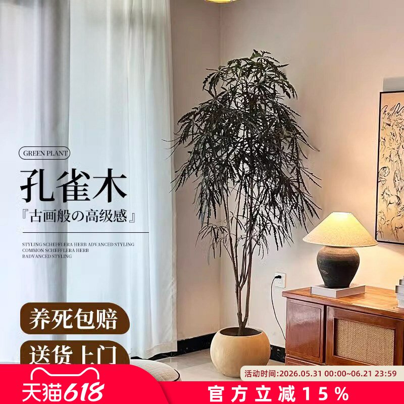孔雀木绿植室内大型盆栽客厅办公室网红观叶植物落地大号四季好养