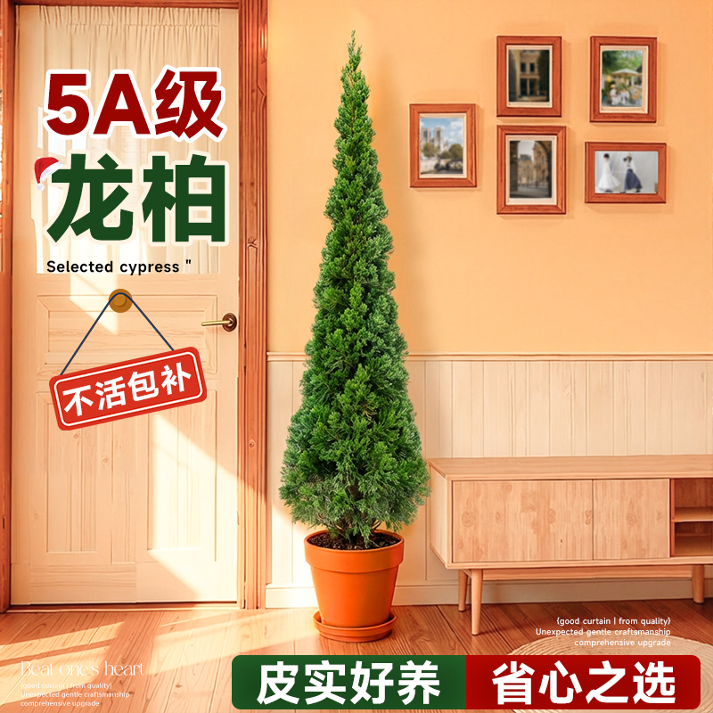 龙柏树苗圣诞树真树松柏树盆栽