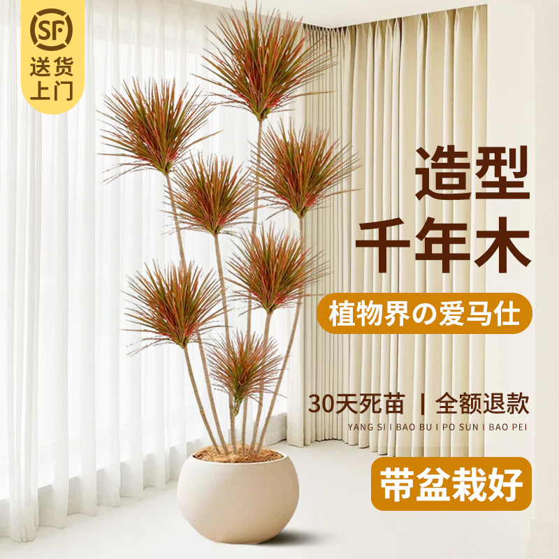 千年木大型绿植室内落地真植物马尾铁七彩铁客厅办公室龙血树盆栽
